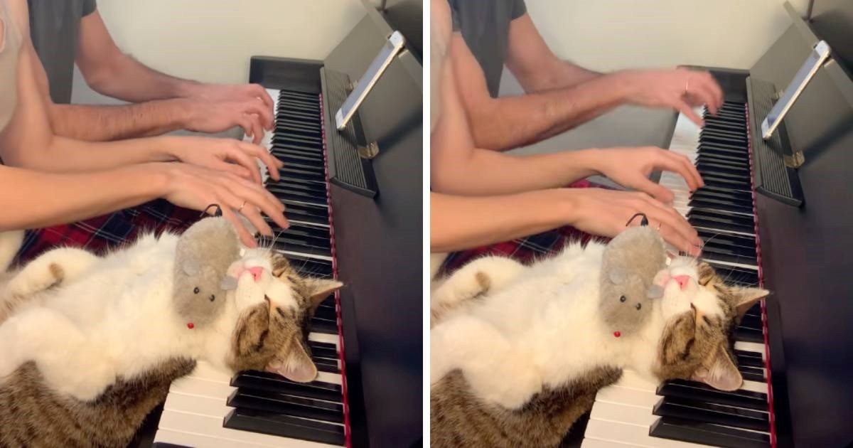 VIDEO Mačak koji spokojno spava dok vlasnici sviraju pianino će vas oduševiti