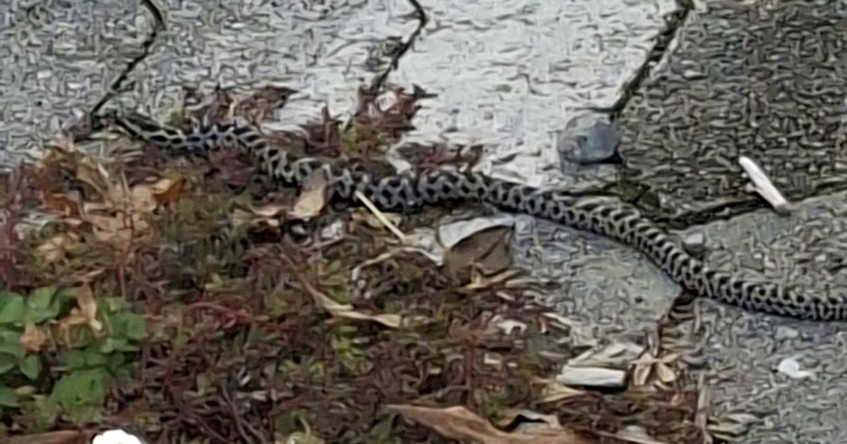 Na Trešnjevci uočena zaštićena zmija. Ako je ugledate, javite se Udruzi Hyla