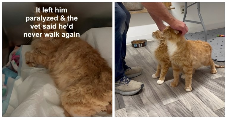 Muškarac spasio paraliziranog mačka, a onda se dogodilo čudo