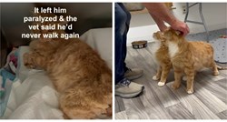 Muškarac spasio paraliziranog mačka, a onda se dogodilo čudo