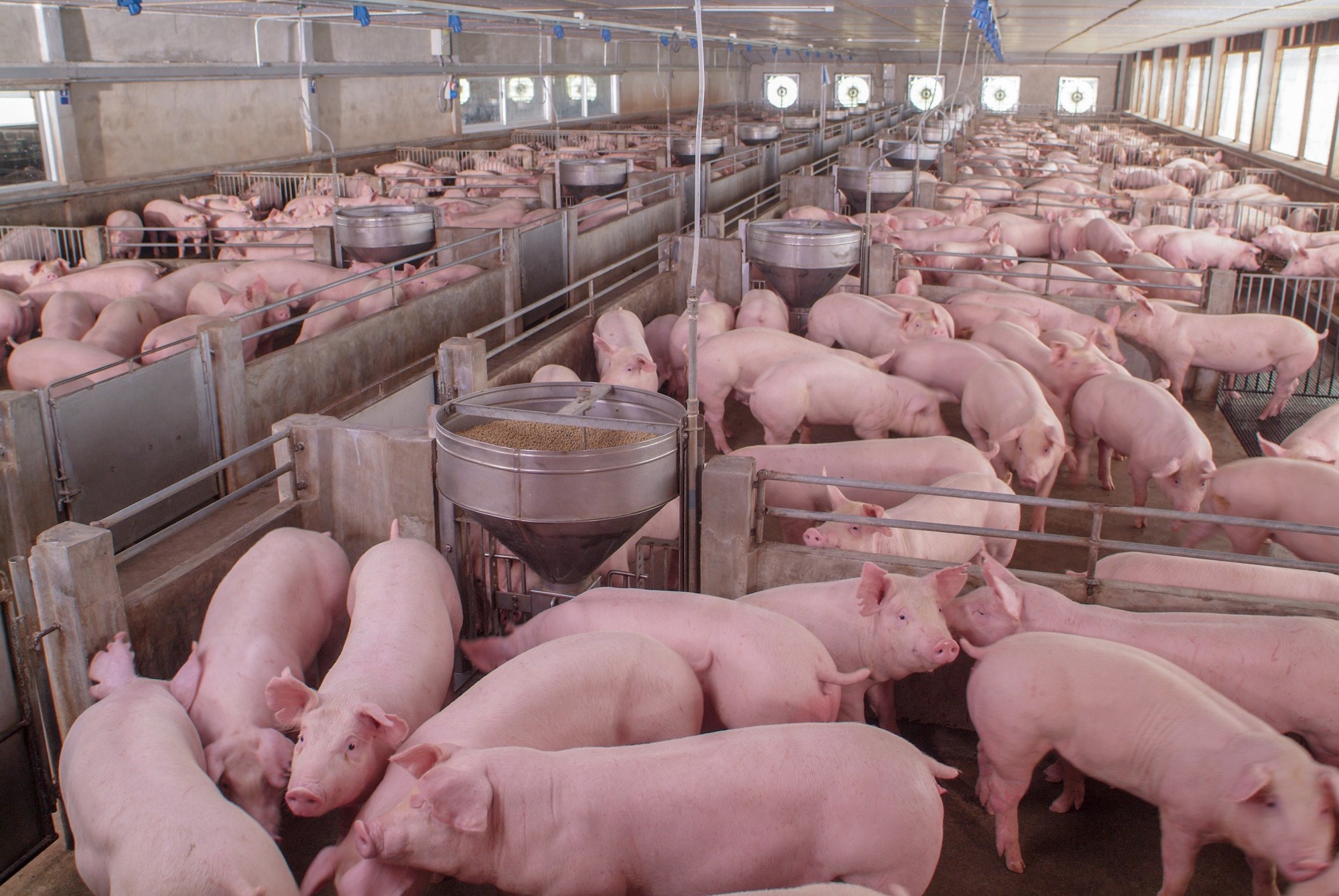 Rekordno uvozimo svinje. Agronom: Nastavimo li ovako, izgubit ćemo proizvodnju