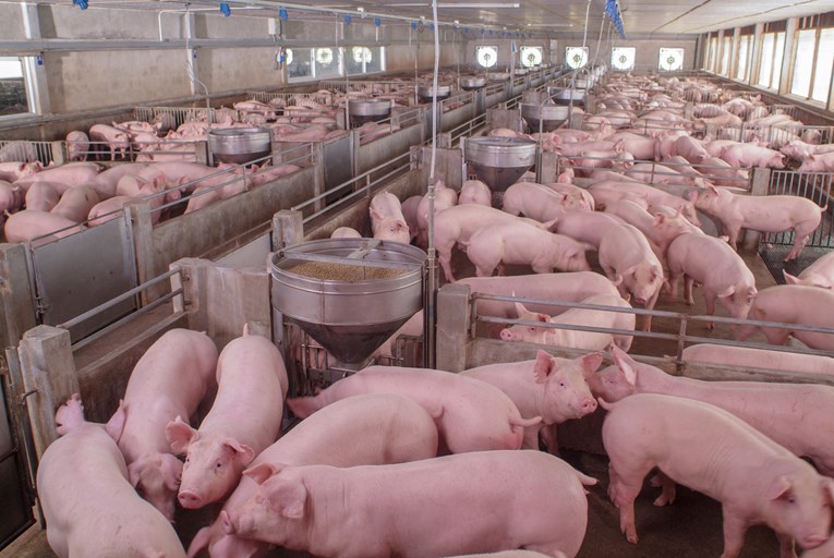 Rekordno uvozimo svinje. Agronom: Nastavimo li ovako, izgubit ćemo proizvodnju