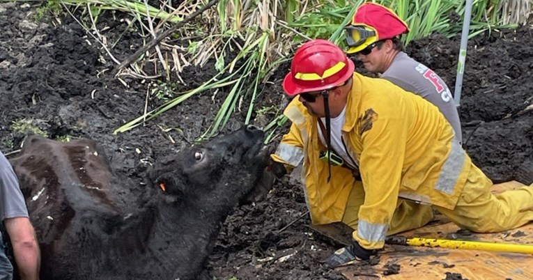 Američki vatrogasci spasili kravu koja je 24 sata bila zarobljena u blatu