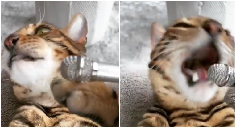 Vlasnik snimio svoju mačku kako jede, ljudi su oduševljeni: "Genijalni zvukovi"