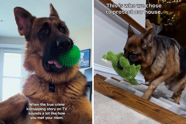 Htjeli su opasnog čuvara, dobili nešto sasvim drugo: Snimka njemačkog ovčara je hit