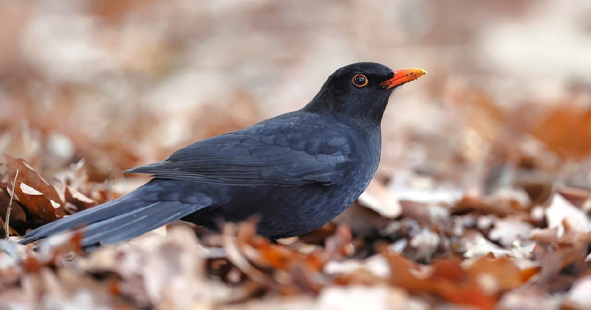 Kako pomoći gladnim kosovima ove jeseni i zime? Dovoljne su dvije vrste voća