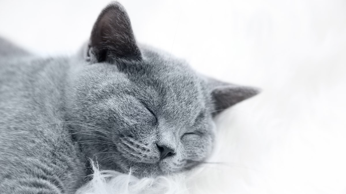 Saznajte 9 načina kako da vaša mačka u kući bude sretna