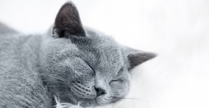 Saznajte 9 načina kako da vaša mačka u kući bude sretna