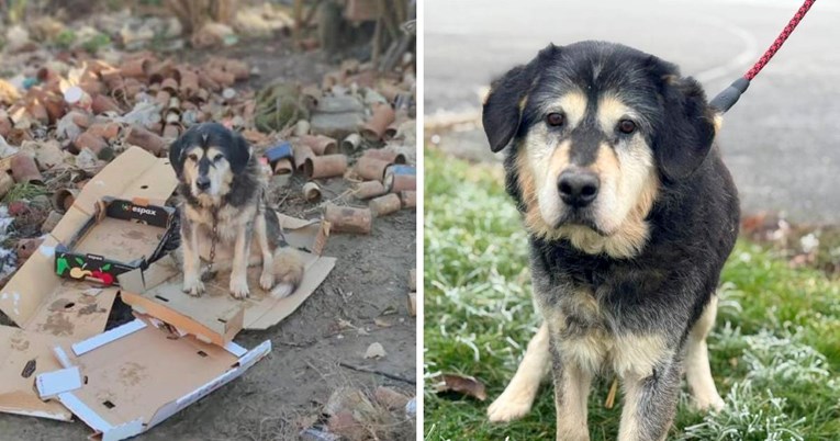 Floki (15) je živio na lancu, u hrpi smeća. Sada mu treba udoban krevetić i topli dom