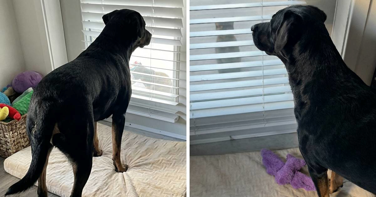 Udomljeni pas zaljubio se u mačku lutalicu i počeo joj nositi svoje igračke