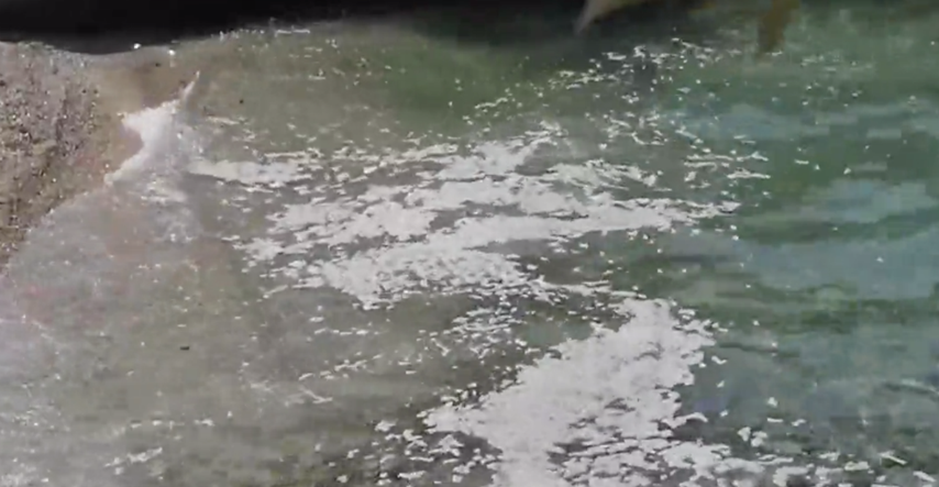 VIDEO Čitatelj nam je poslao snimku iz Malinske, fekalije plutaju morem