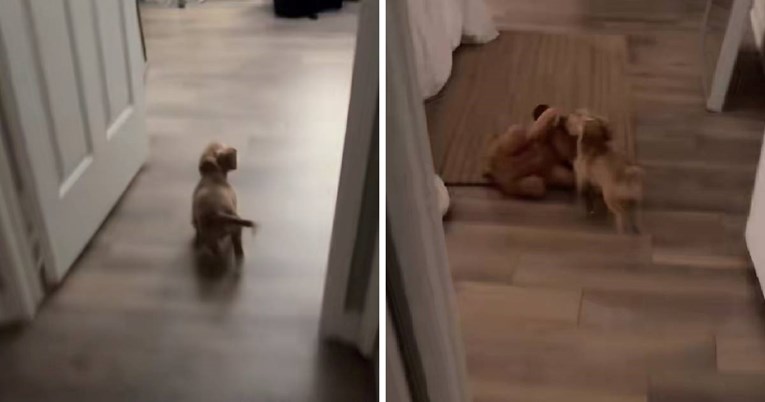 Jazavčar uz pomoć medvjedića javlja da je spreman za spavanje