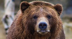 Žena (31) u Slovačkoj bježala od medvjeda u šumi. Kasnije pronađena mrtva