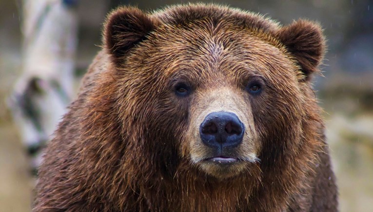 Žena (31) u Slovačkoj umrla nakon što ju je medvjed lovio po šumi