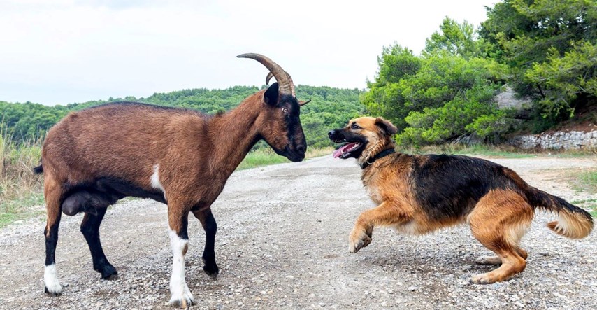 Neobično prijateljstvo u Puli: Ovčarka Lea i koza Anka svaki dan se igraju uz more
