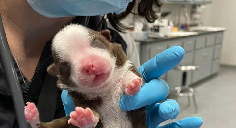 Veterinari u čudu: Psić rođen sa šest nogu i dva repa