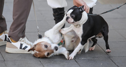 Dva psića privukla pažnju na Cvjetnom trgu, uživali su u igri