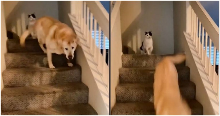 Video mačke koja gura starijeg psa niz stepenice izazvao raspravu na TikToku