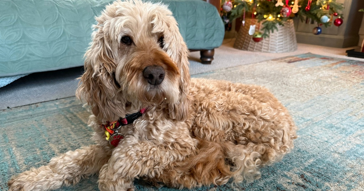 Trener pasa otkrio tri pasmine koje je najteže dresirati