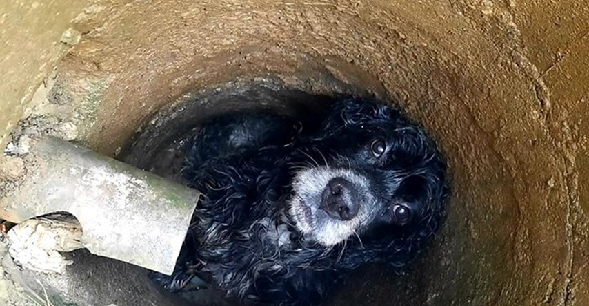 Pas zaglavio na neočekivanom mjestu, spasila ga ekipa iz zagrebačkog azila