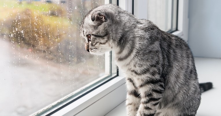 Vlasnica otišla na odmor i ostavila mačku samu kod kuće