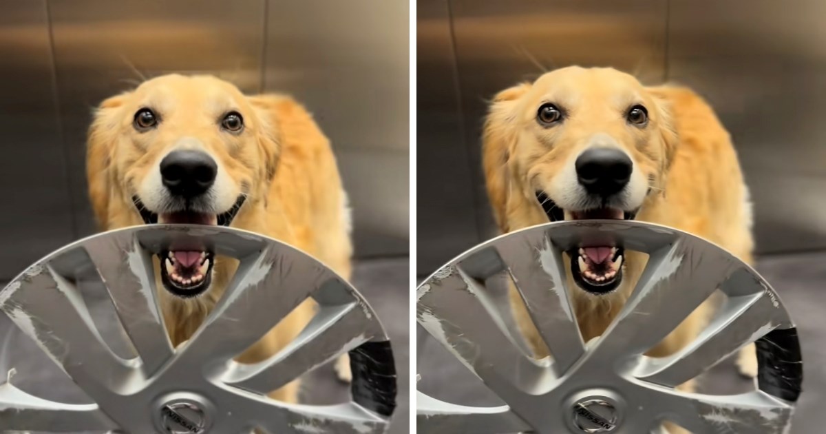 Retriverica ima neobičnu "igračku za emocionalnu podršku", nosi je posvuda sa sobom