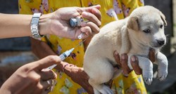Rusija pregovara o izvozu cjepiva protiv korone za životinje