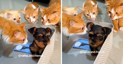 1.5 milijuna lajkova: Pogledajte presmiješno upoznavanje šnaucera i četiri mačke