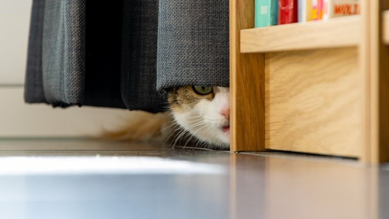 I mačke se boje potresa, evo kako im pomoći