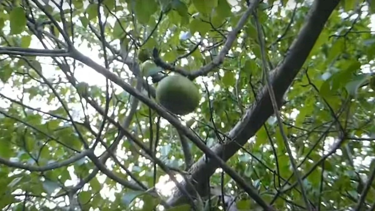 Ovo drvo je toliko otrovno da ne smijete stajati ispod njega kad pada kiša