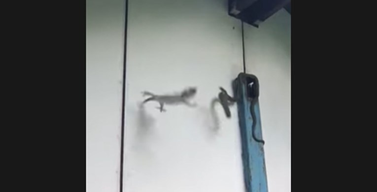 VIDEO Sukob zmije i guštera dobio neočekivan rasplet