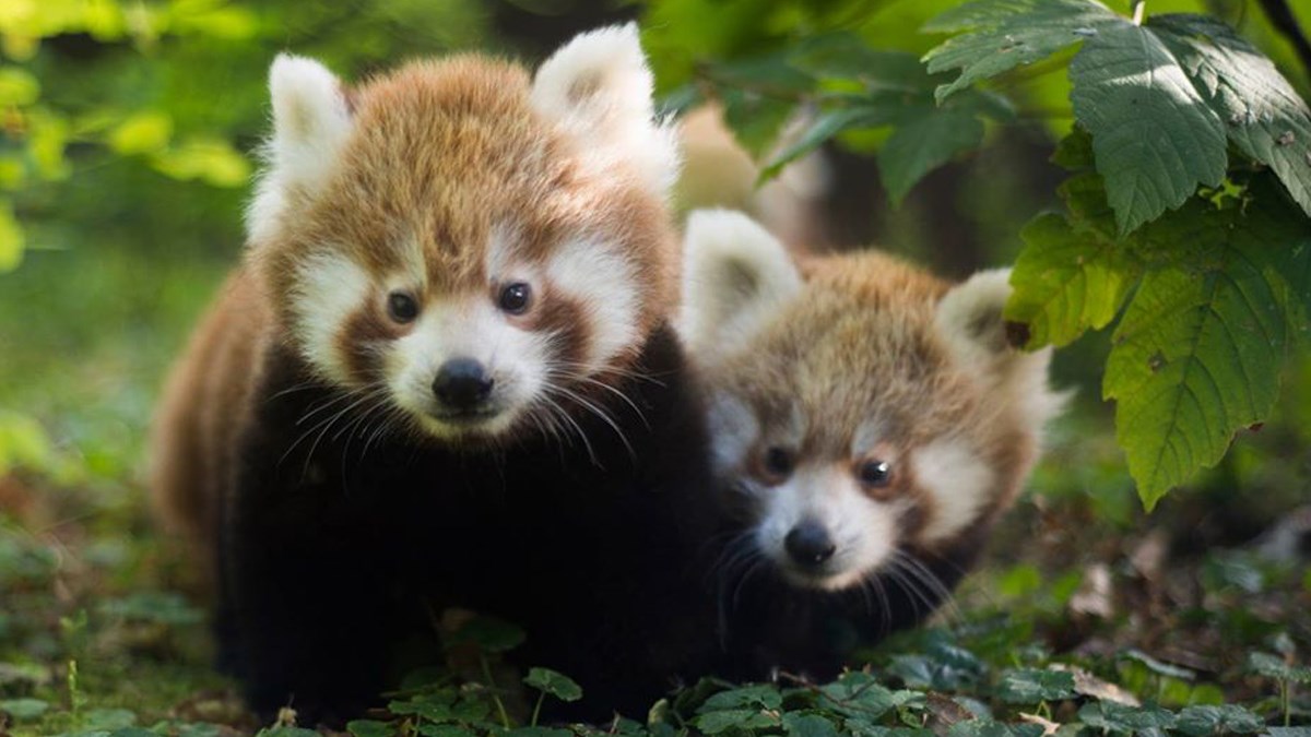 U zagrebačkom ZOO-u 2019. na svijet došlo čak 300 različitih vrsta životinja