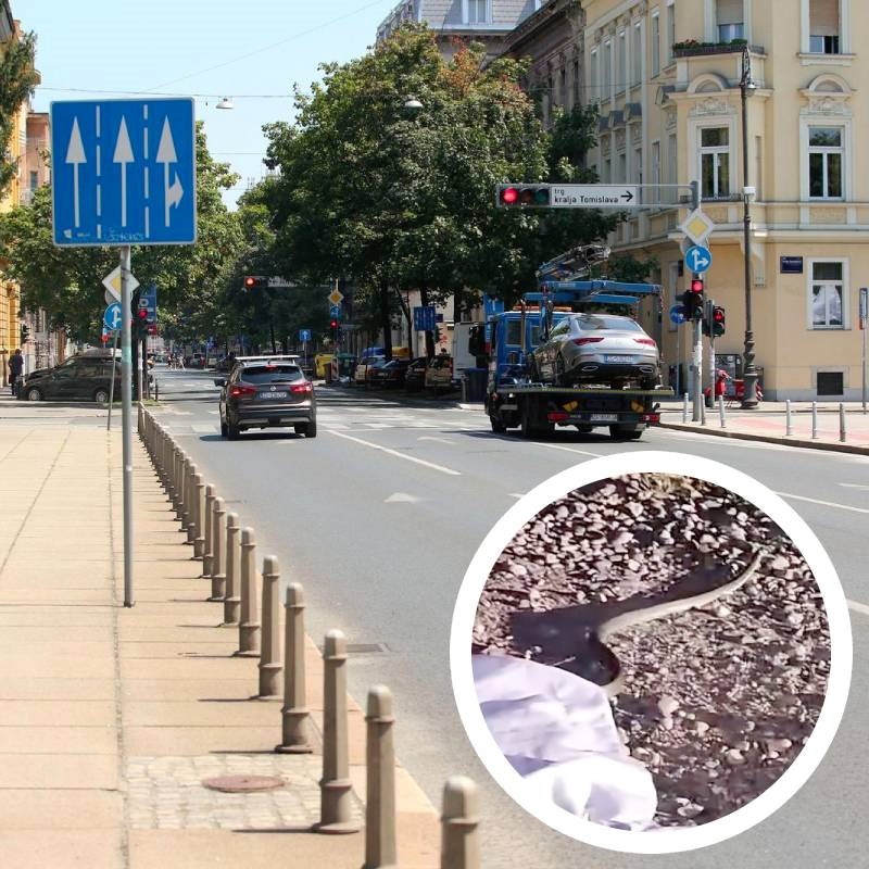 Na zeleni val zalutala zmija