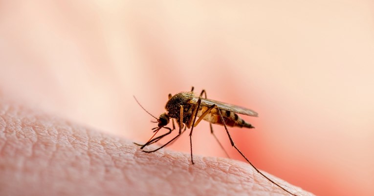 Znanstvenici na pragu otkrića: Komarci više bodu ljude zaražene virusima?