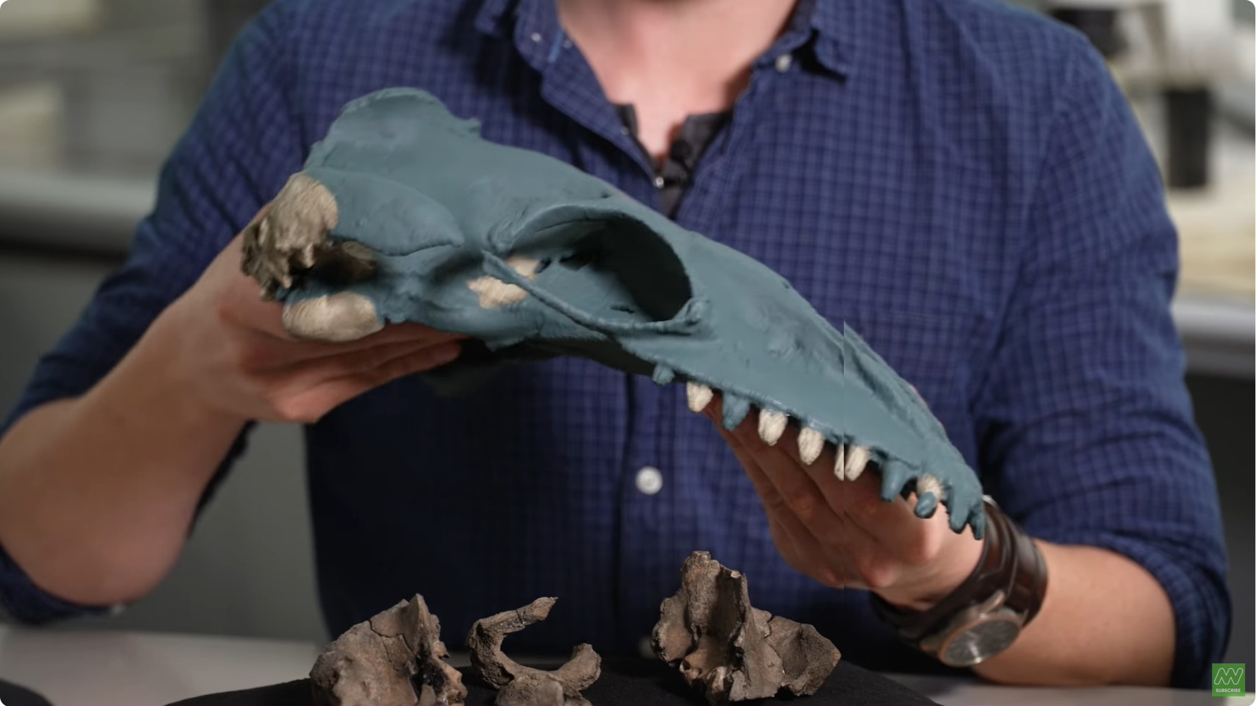 Otkriven prapovijesni kit veličine čovjeka s oštrim zubima