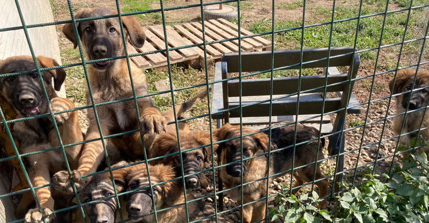 U čakovečkom azilu trenutno se nalazi preko 500 pasa: "Primorani smo potražiti pomoć"