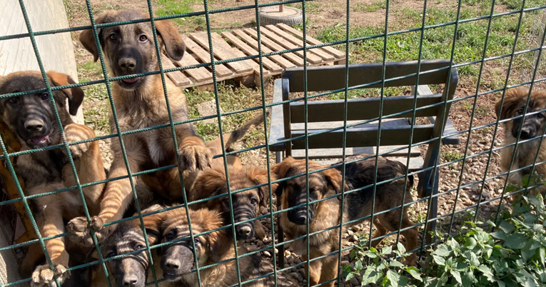 U čakovečkom azilu trenutno se nalazi preko 500 pasa: "Primorani smo potražiti pomoć"
