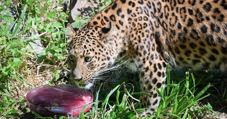 FOTO Stanovnici Zoološkog vrta Grada Zagreba osvježili su se uz sladoled
