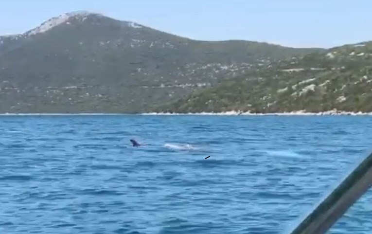 VIDEO Četiri zaigrana kita snimljena u Dubrovačko-neretvanskoj županiji