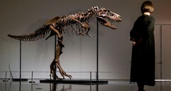 Kostur gorgosaurusa ide na dražbu, mogao bi postići cijenu od 8 milijuna dolara