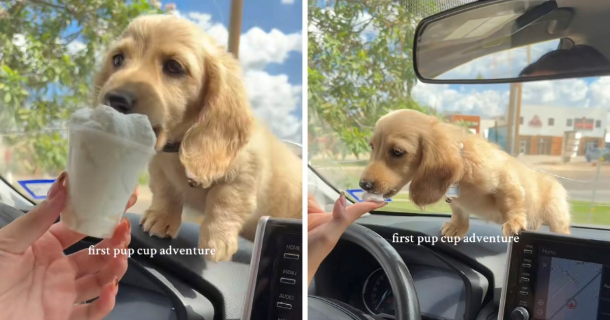 Slatko štene je prvi put probalo "pup cup", pogledajte preslatku reakciju na slasticu
