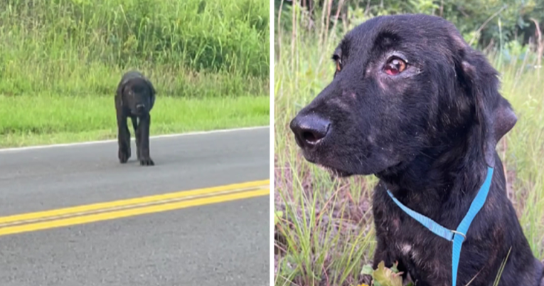 Ovog psa ostavili su u napuštenom selu, danima je čekao obitelj da se vrati po njega
