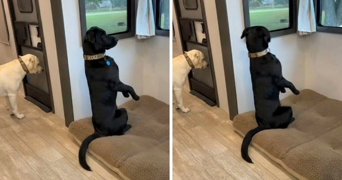 Ljude nasmijali labradori koji "čuvaju" kuću, pišu: "Glup i gluplji u psećem svijetu"