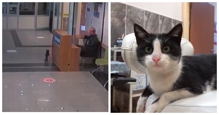 Maca sa slomljenom šapom potražila pomoć u bolnici, medicinari joj odmah pomogli