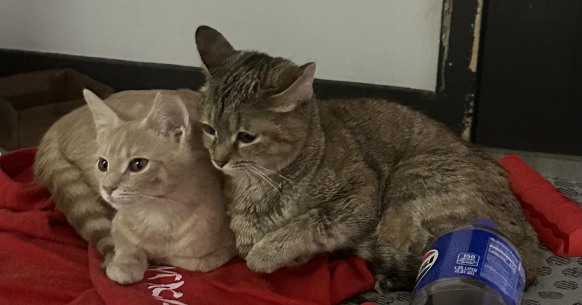 Ma&#x10D;ka se potpuno promijenila nakon sterilizacije, vlasnik ostao u &#x161;oku