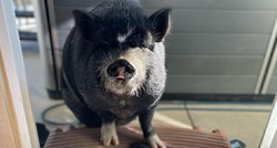 Nova fitness zvijezda u nastanku: Patuljasta svinja ne odvaja se od pilates lopte