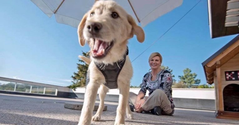 Kika koju je Kolinda udomila 2018. godine više ne živi s njom, evo gdje je kujica sad