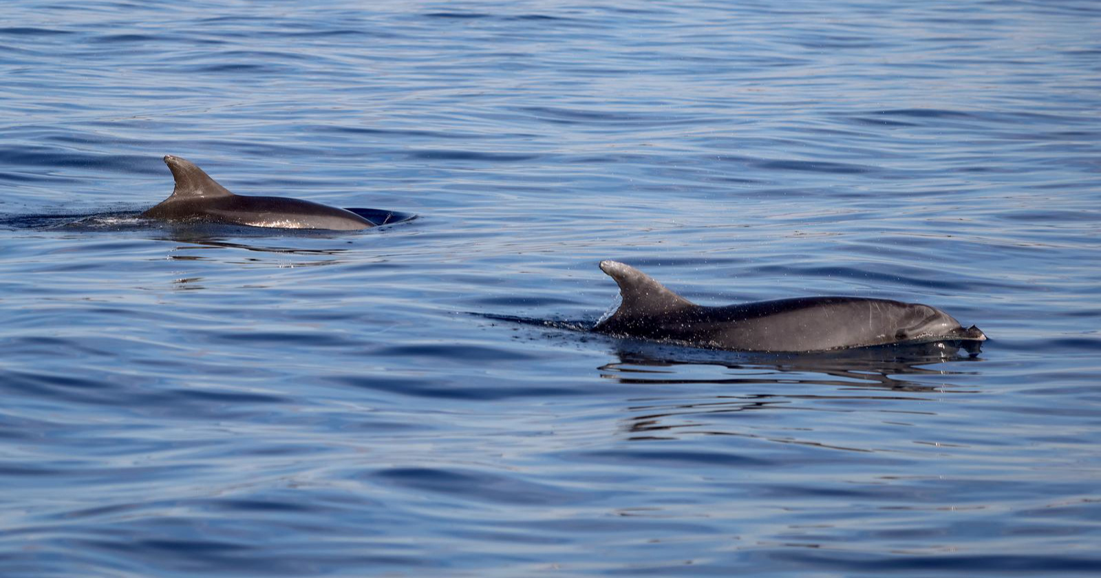 FOTO Dupini snimljeni blizu otoka Vrgade