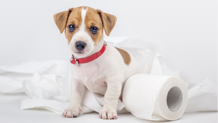 Upale želuca i crijeva kod pasa mogu uzrokovati  teške poteškoće