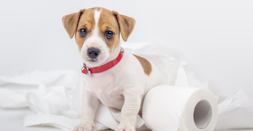 Upale želuca i crijeva kod pasa mogu uzrokovati  teške poteškoće